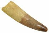 Fossil Spinosaurus Tooth - Feeding Worn Tip #363500-1